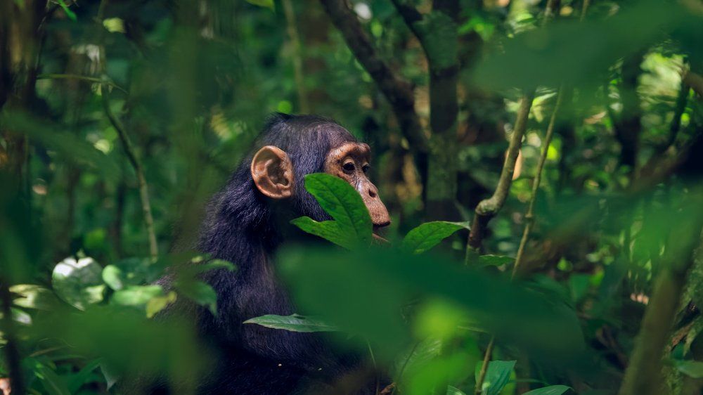 amazing views of Juvenile Chimpanzee