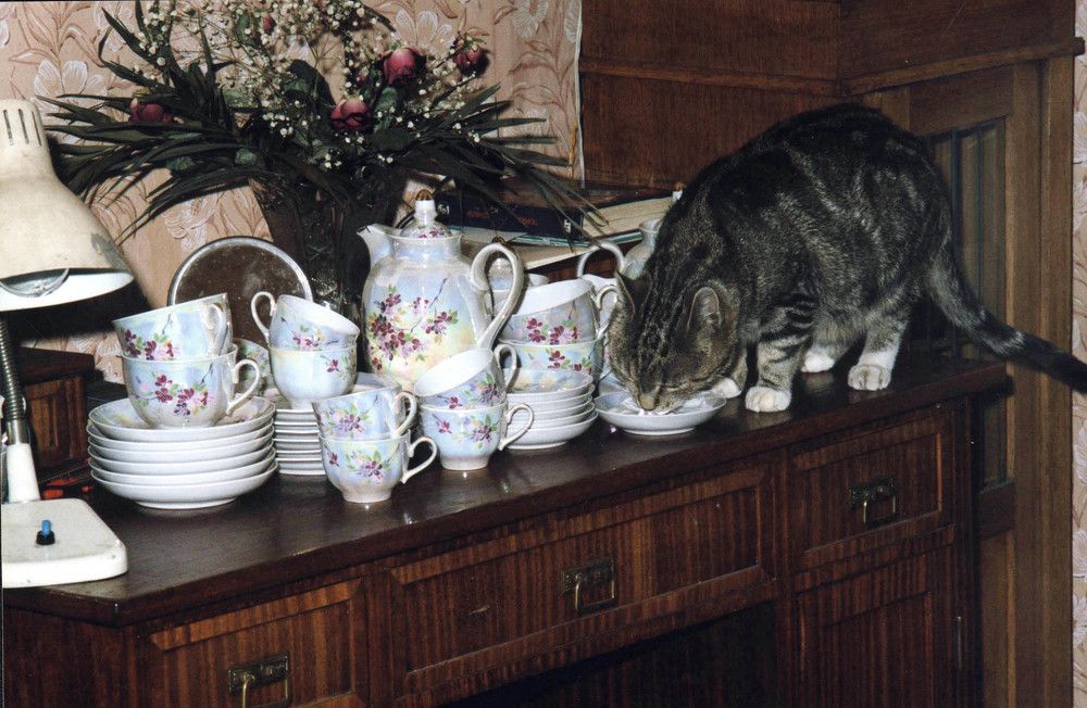 Завтрак аристократки.