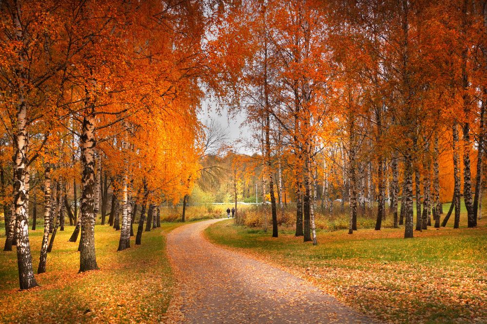 Беларускія бярозкі