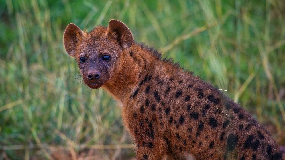Hyena