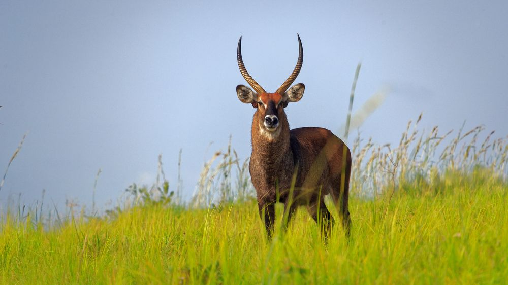 Male Waterbuck