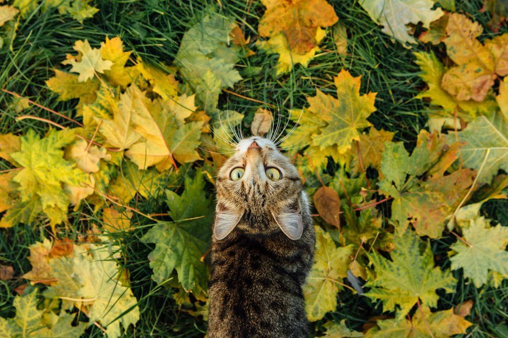 Осенний кот