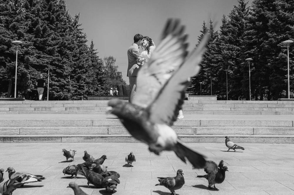 Любовь и голуби