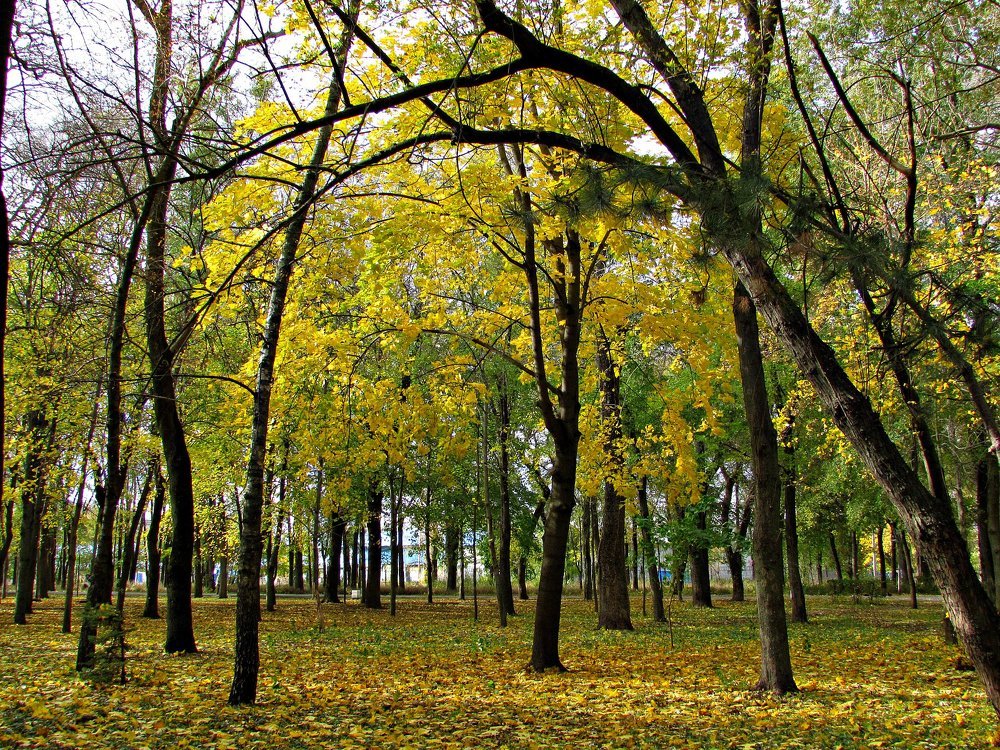 Осень-осень...