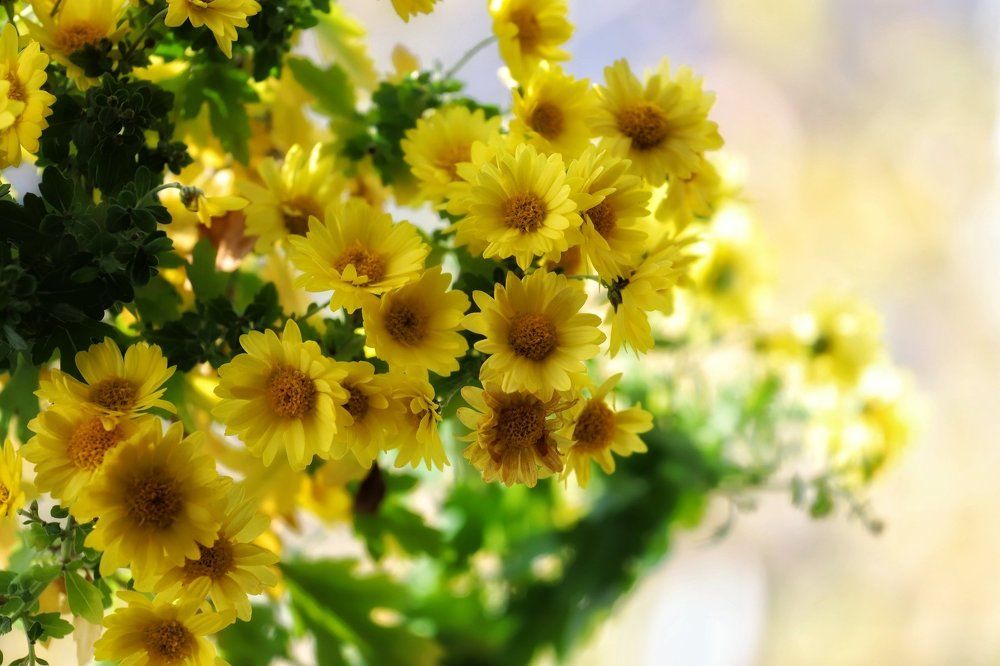 Последние солнечные дни осени