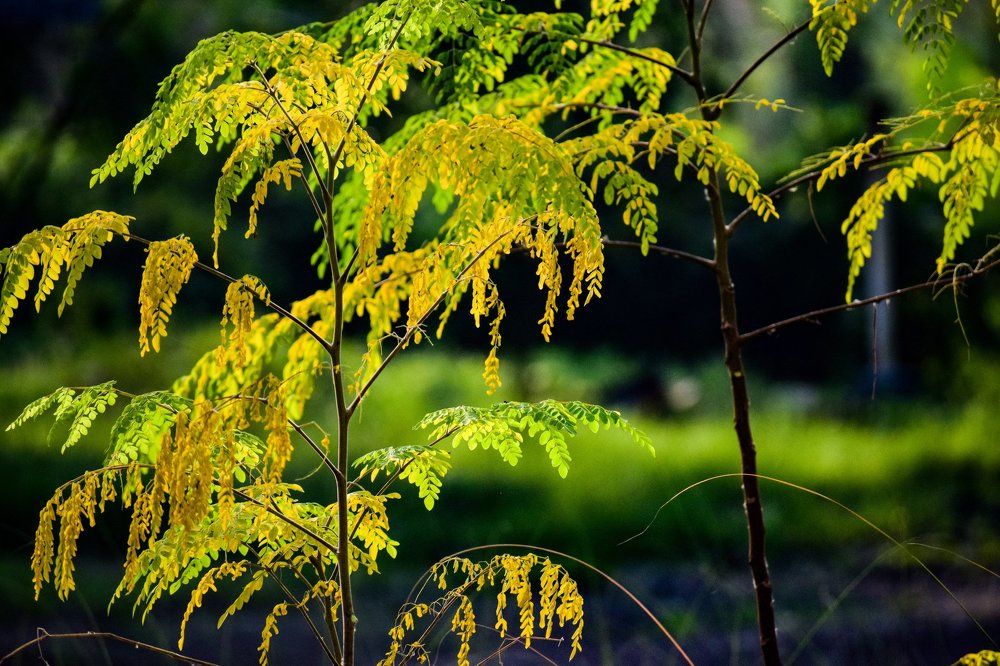 Late autumn