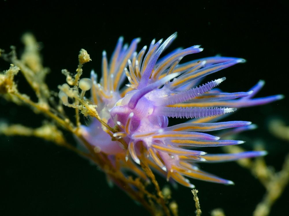 Flabellina affinis, so small so beautiful