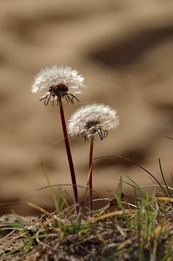 Осенние цветы