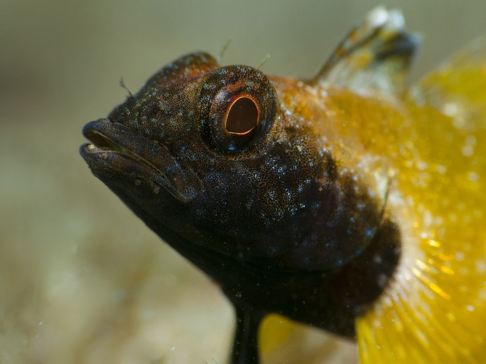Blenny fish