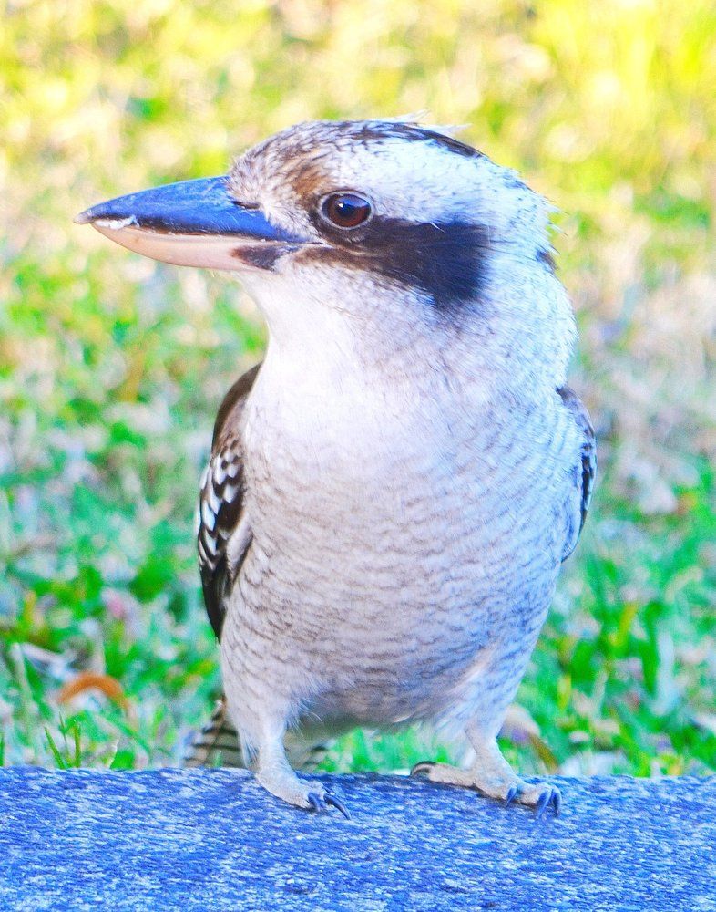 Aussie Kookaburra