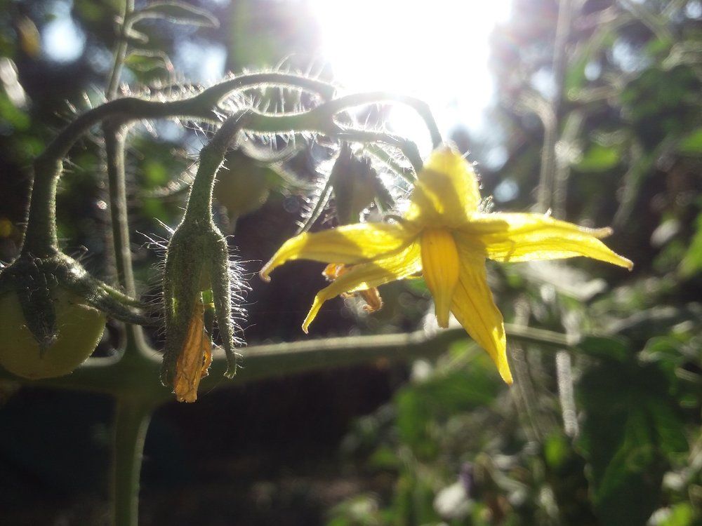 Sun peeping through the flower