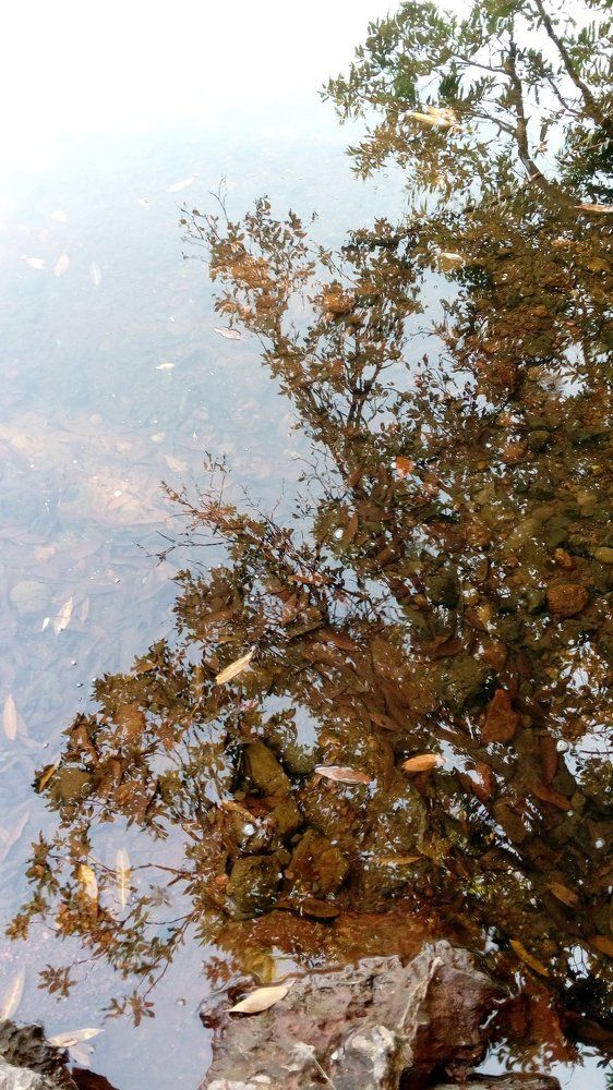 Reflection