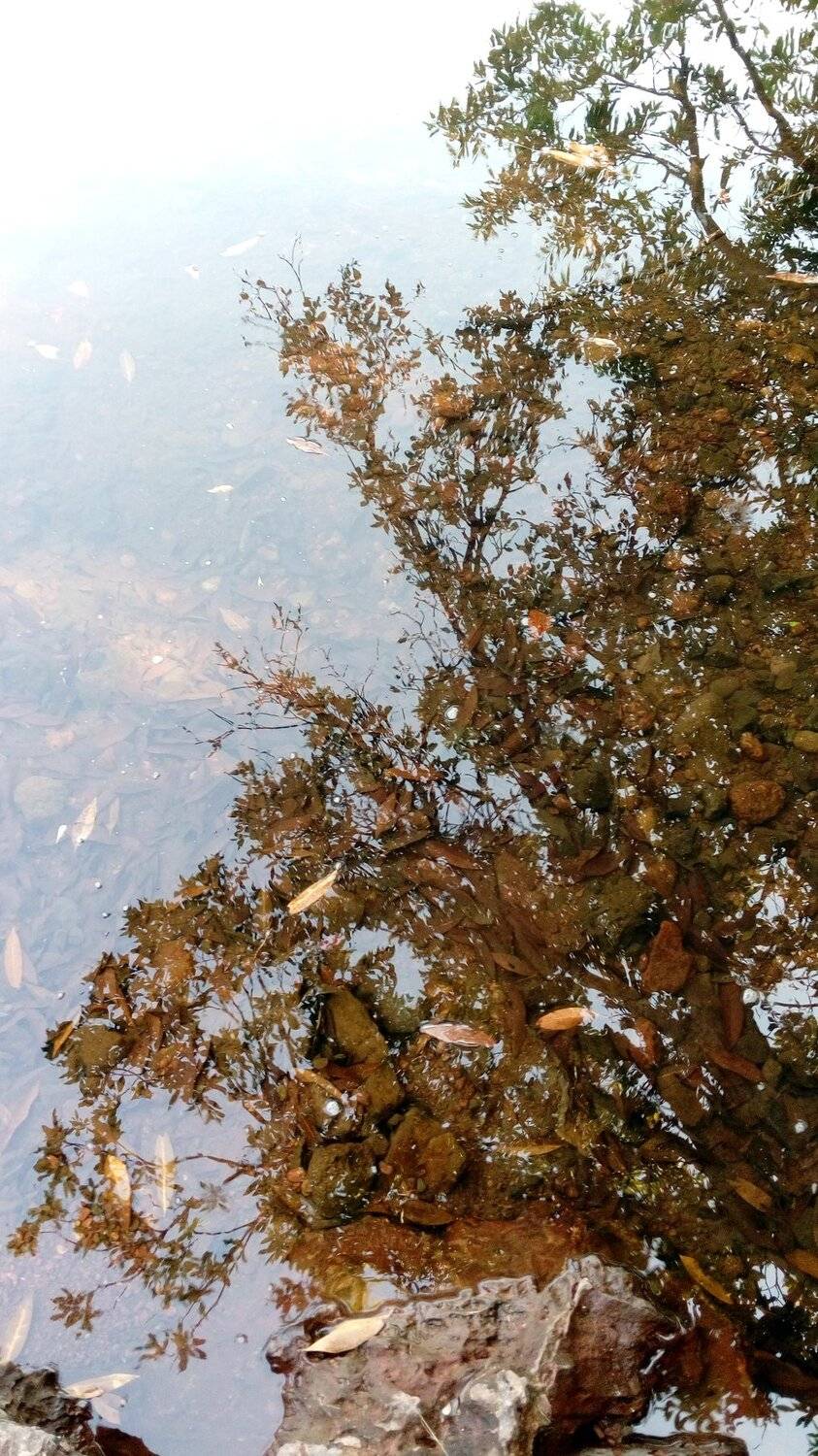 Reflection