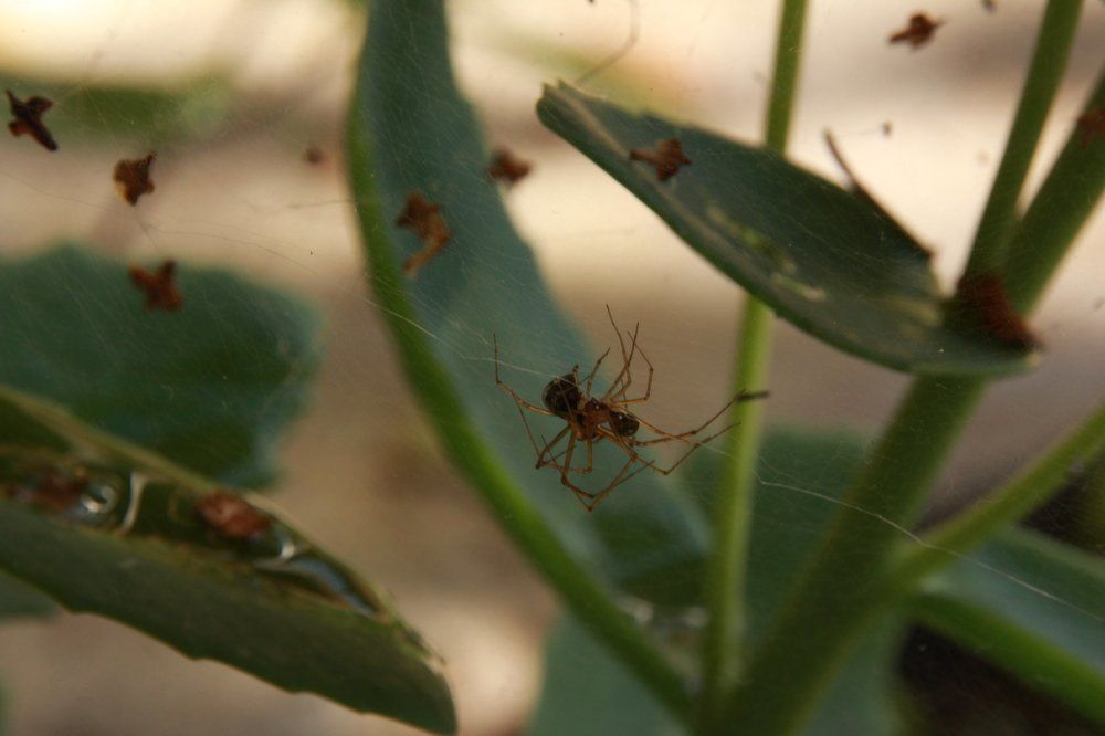 пауки в тверской области