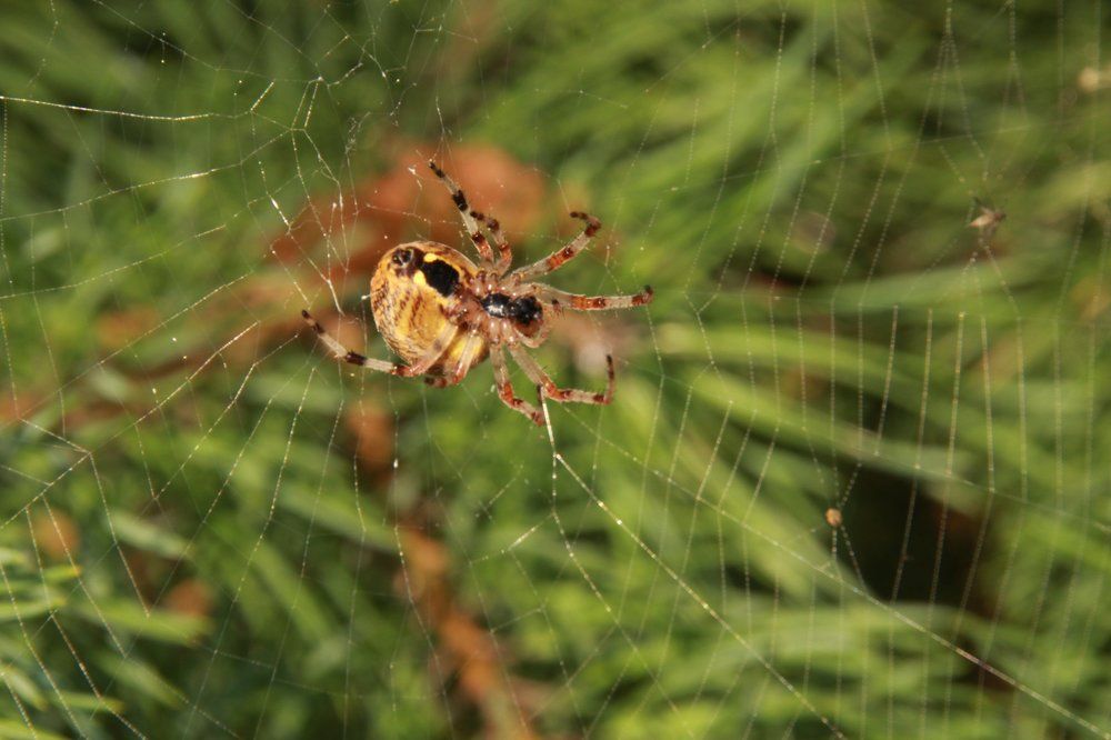 паук Крестовик