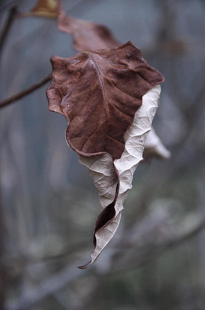 Осенняя грусть