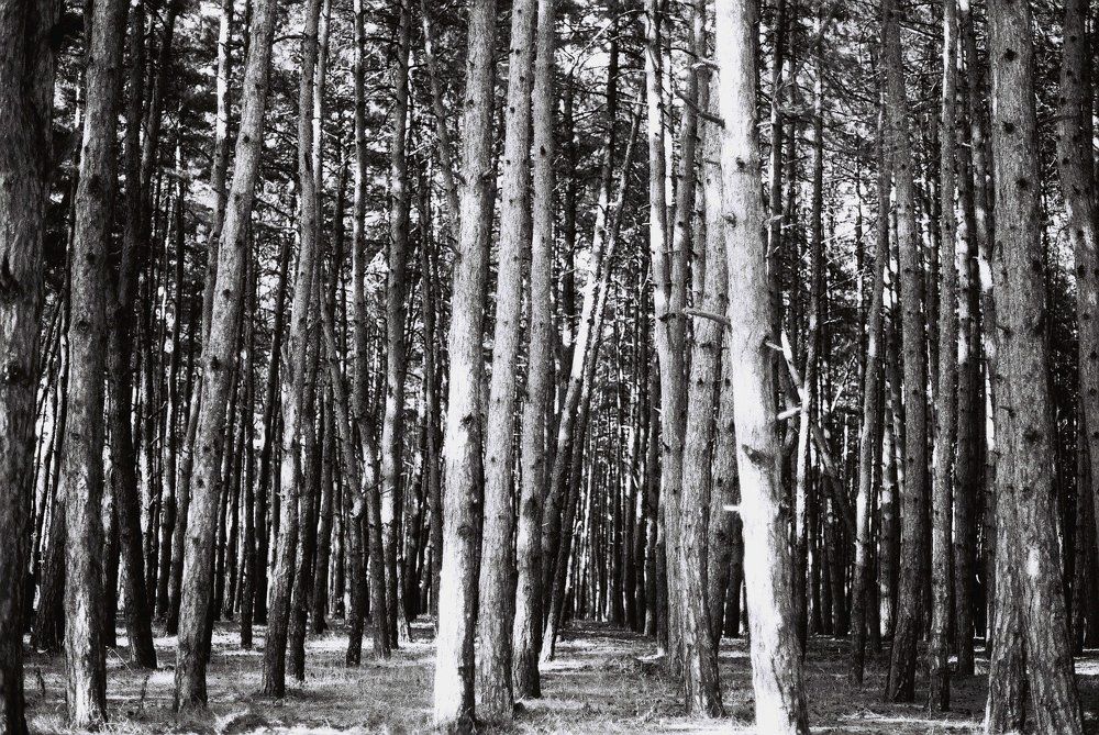 Trees of life