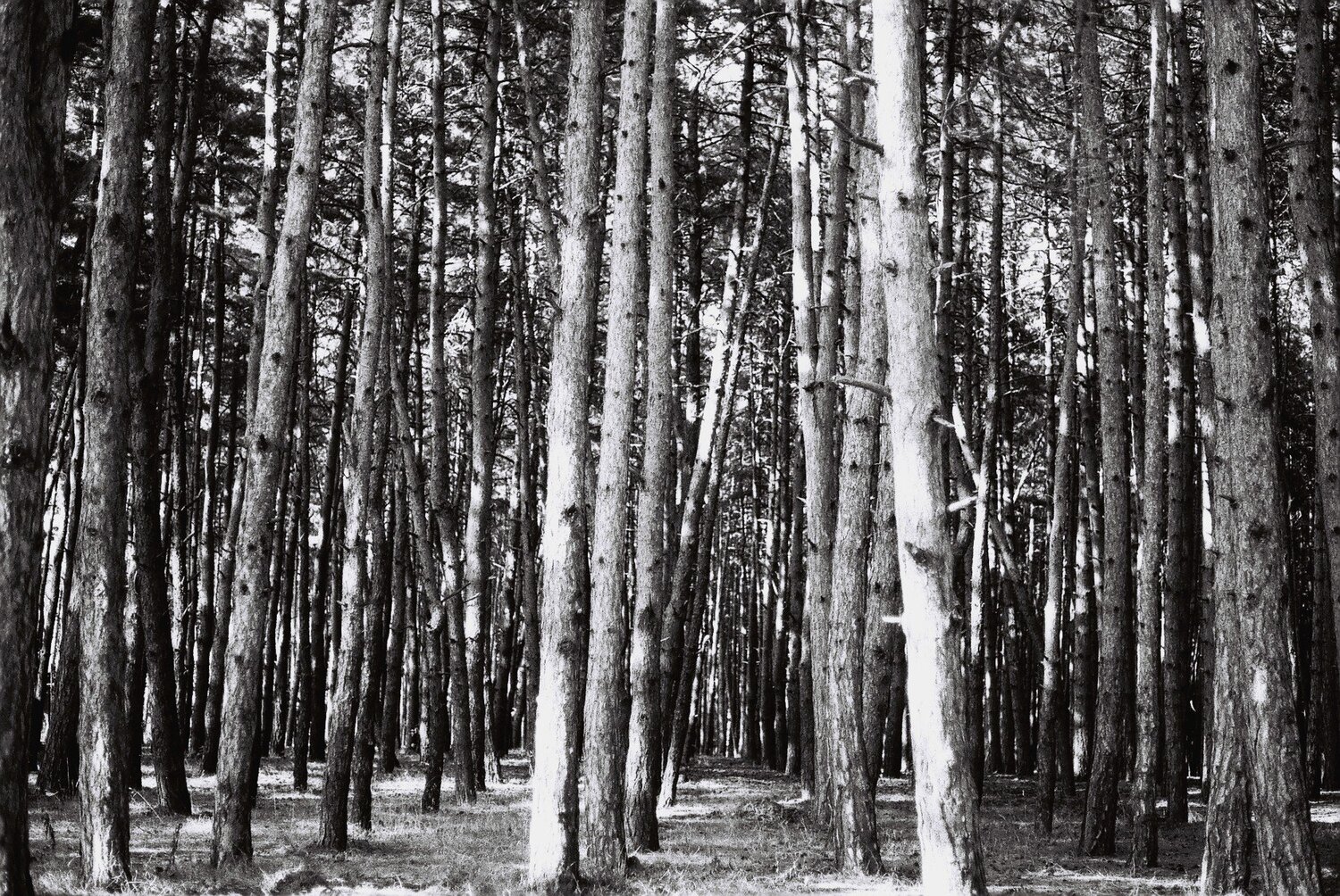 Trees of life