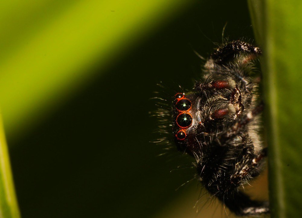 Spider eye