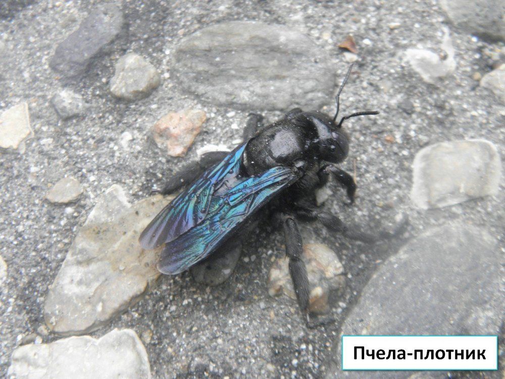 Пчела-плотник