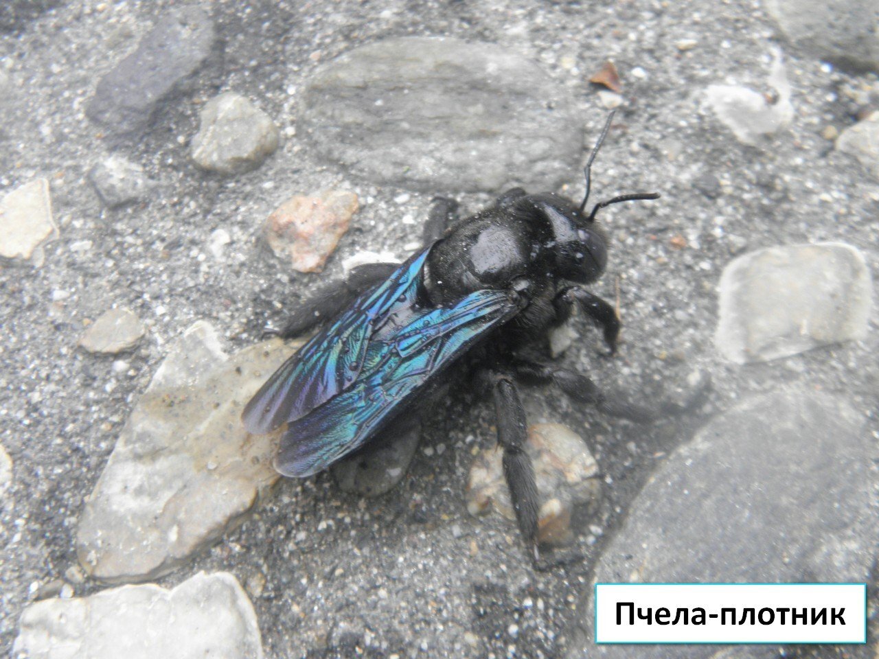 Пчела-плотник