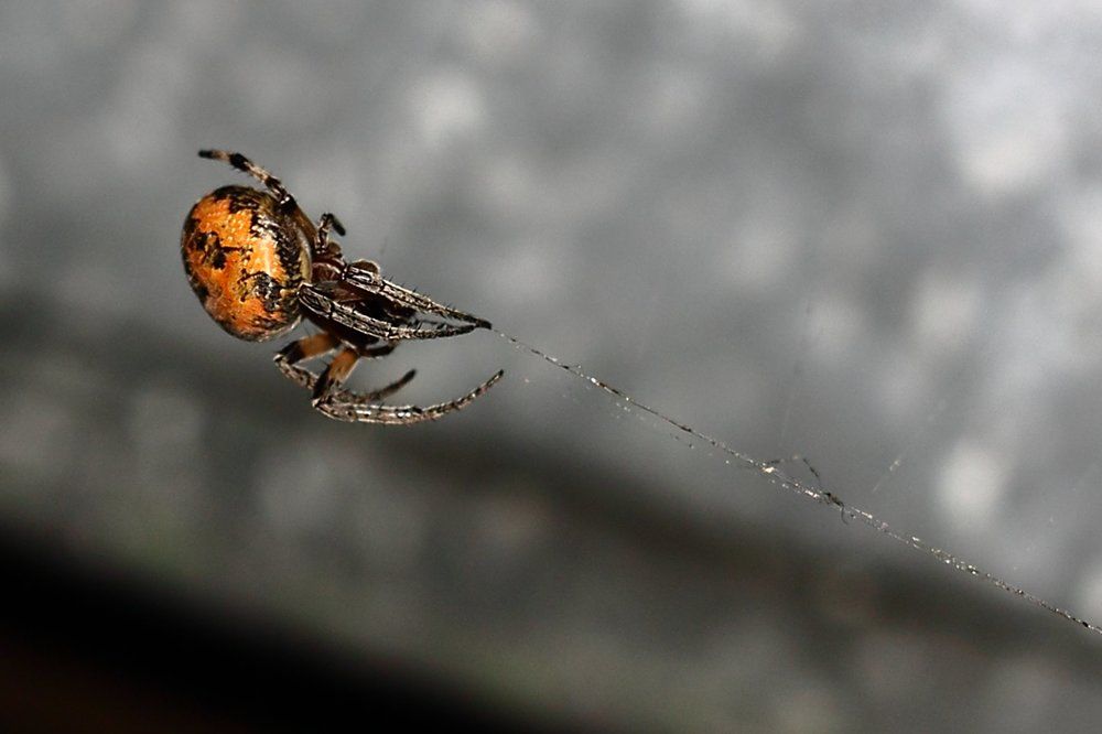 Под куполом