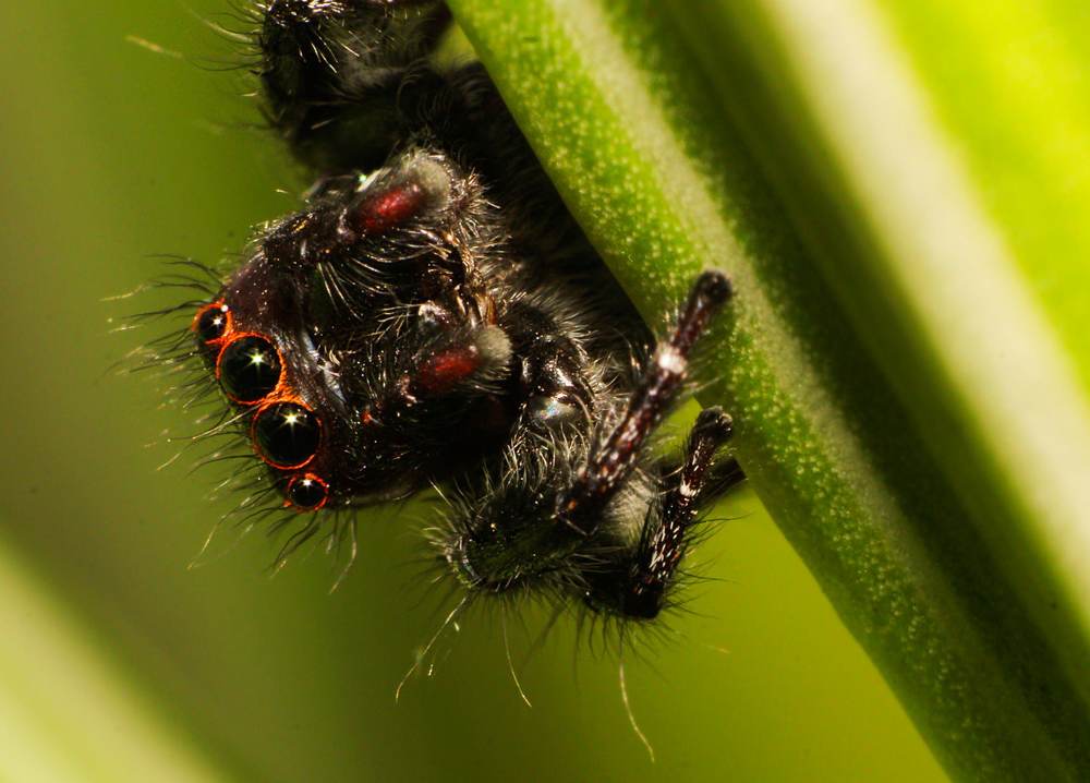 Spider