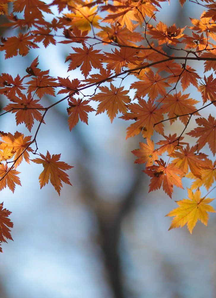 Осень как игристое вино