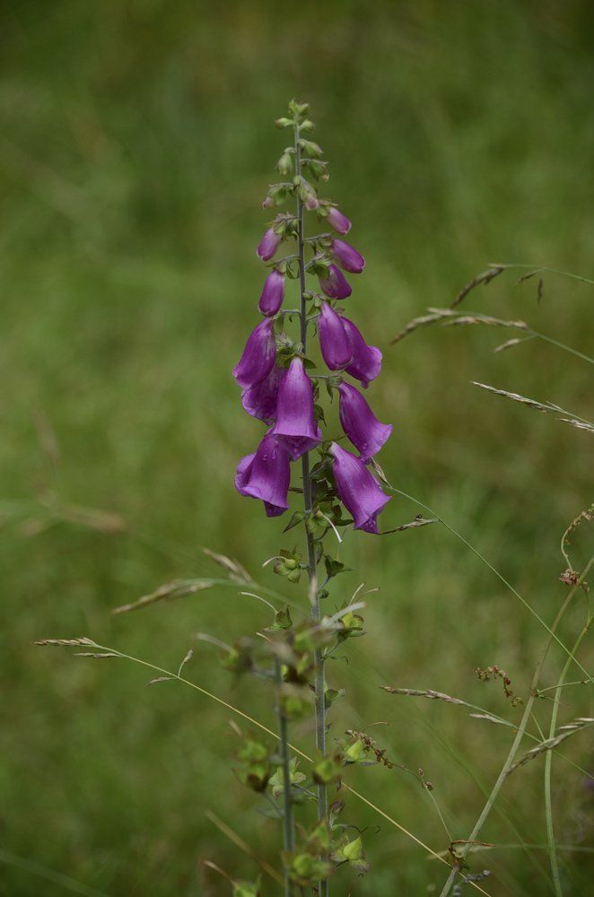 Малиновый звон наперстянки