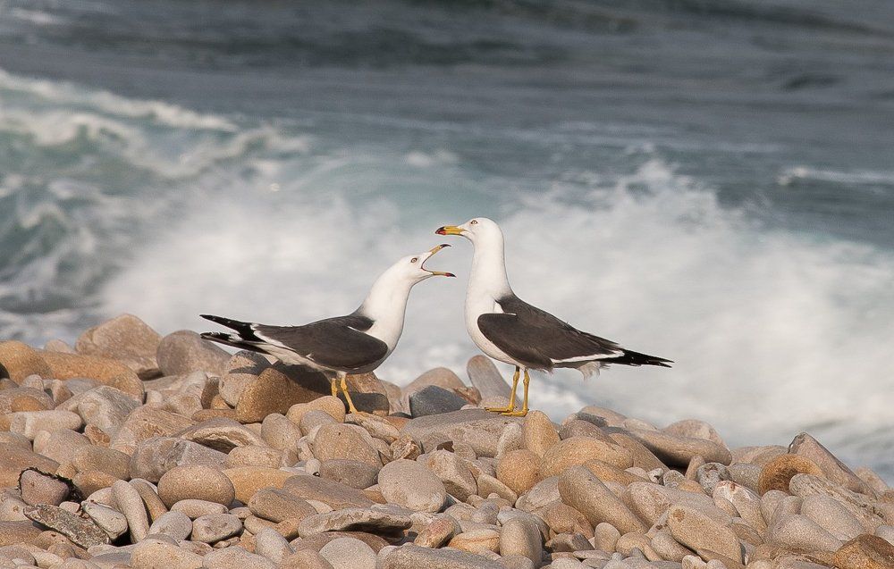 Photograph by Антонов Алексей