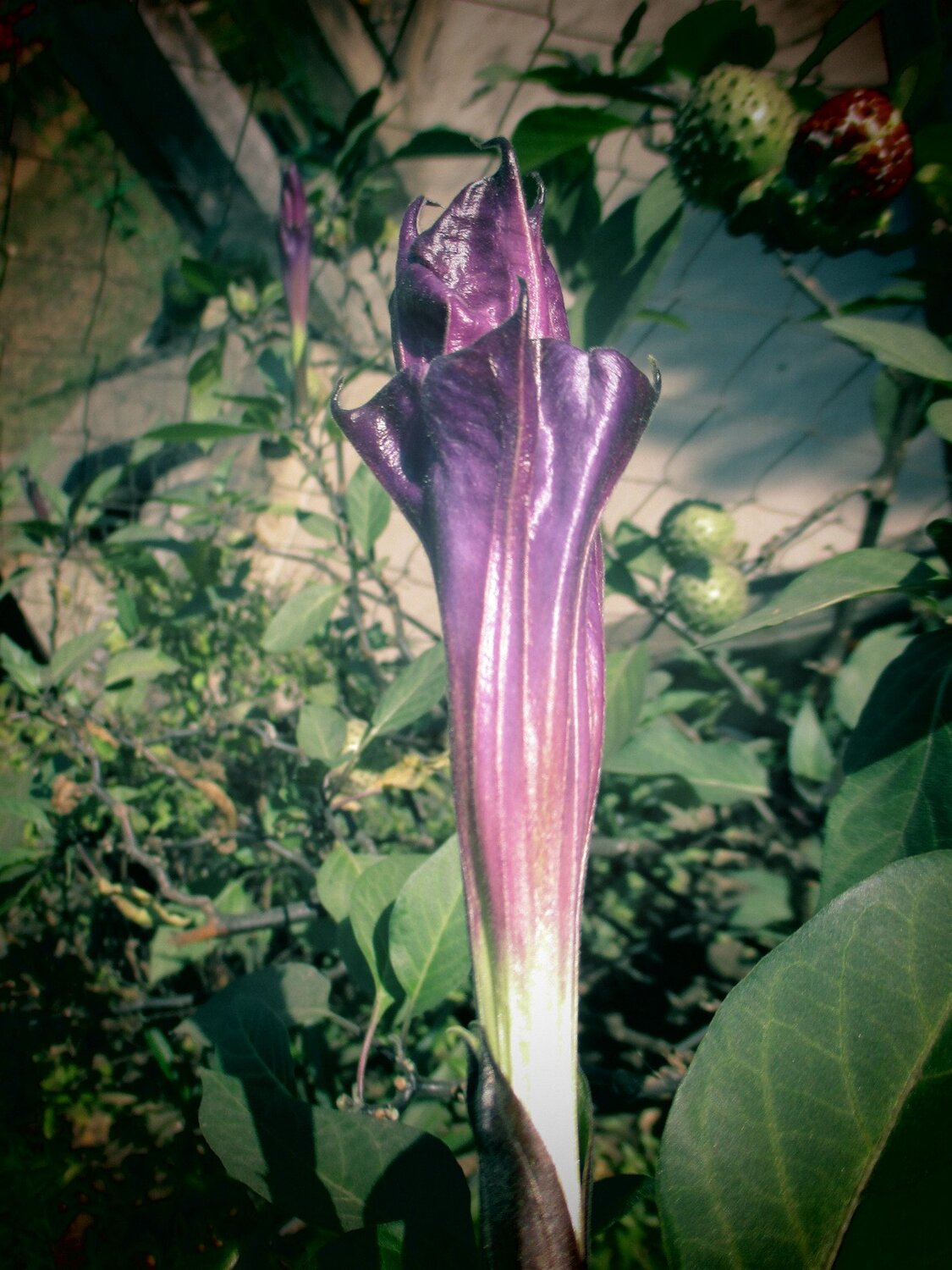 The Beautiful Flower
