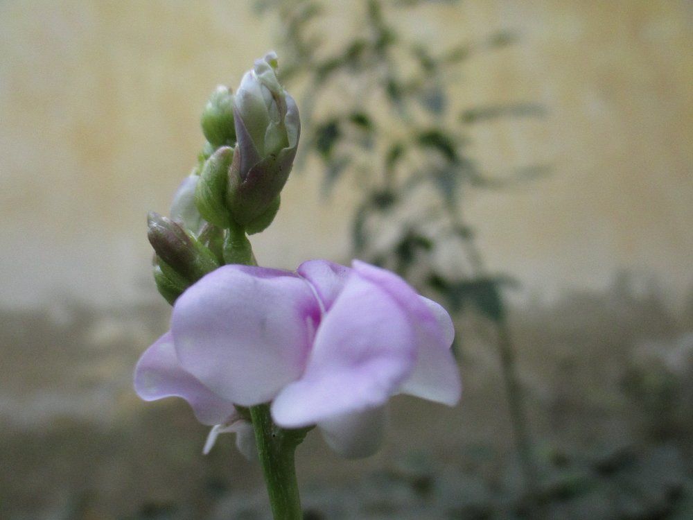 Its pink...
