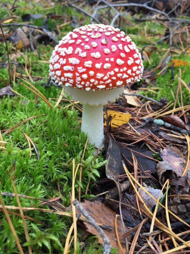 Краски природы