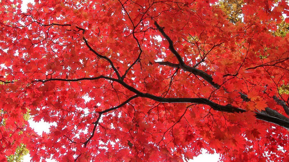 Photograph by Антонов Алексей