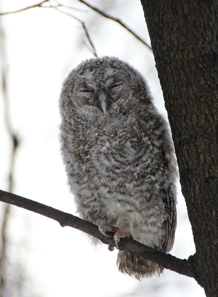 Птенец совы