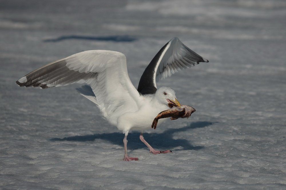 Перекус. light snack