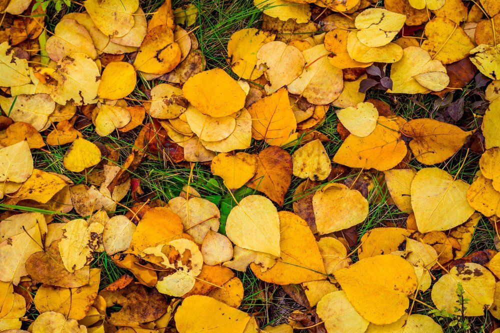 Краски осени