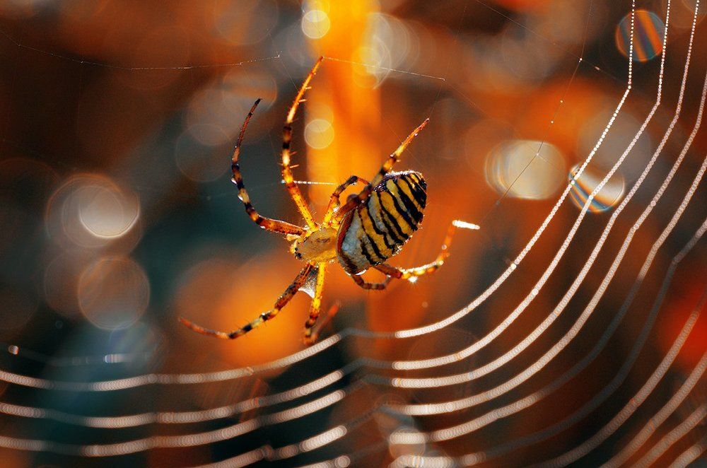 ловец жемчуга