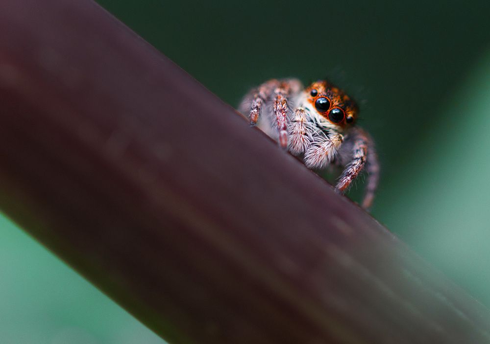 Глазастик...