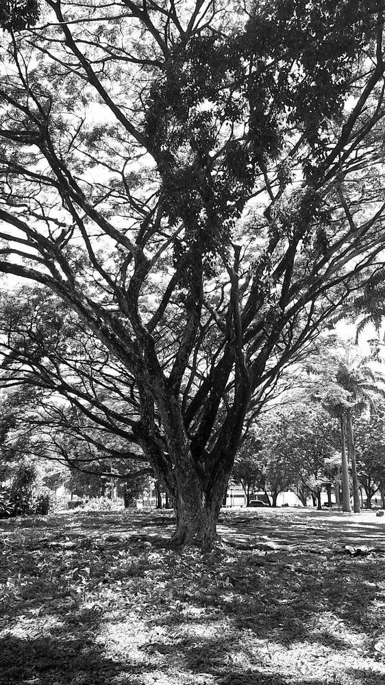 Black & White