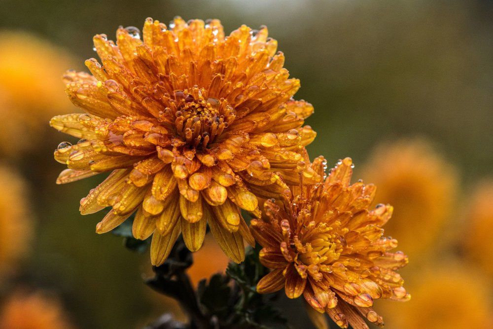 Венец осенней красоты