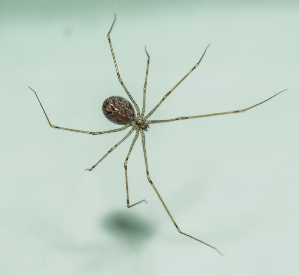 Crawler