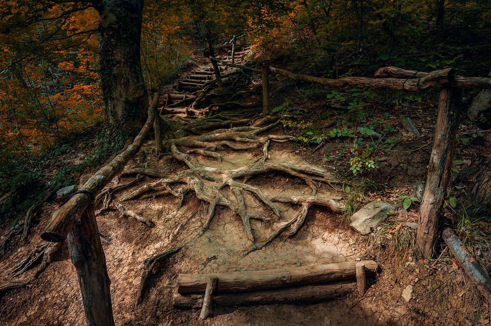 Тропинка в осень
