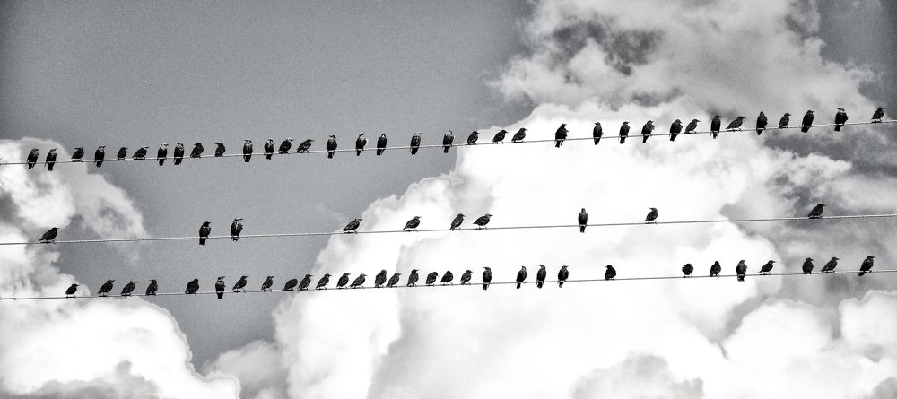 Птичьи ноты