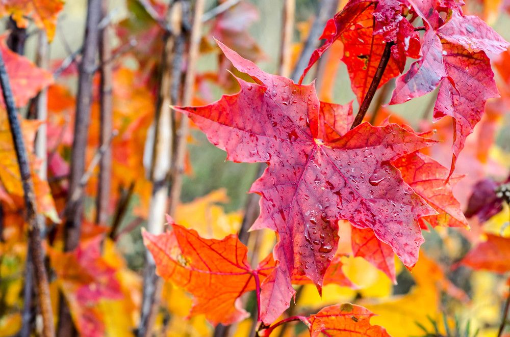 Фотография автора Цапенко Пётр