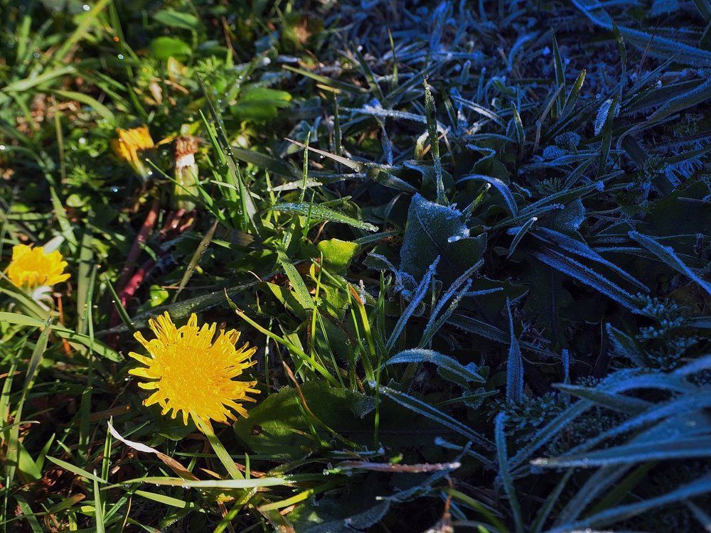 Заморозки наступают