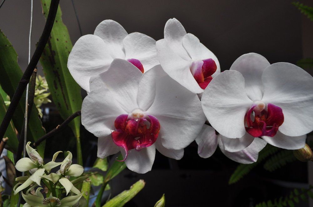 Orchids