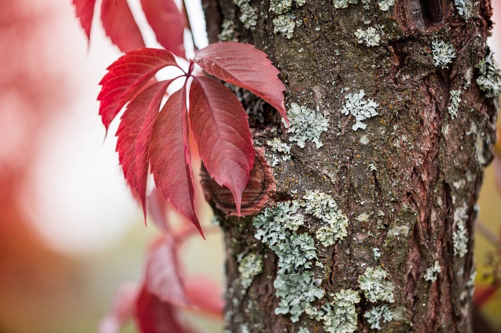 Осенний багрянец