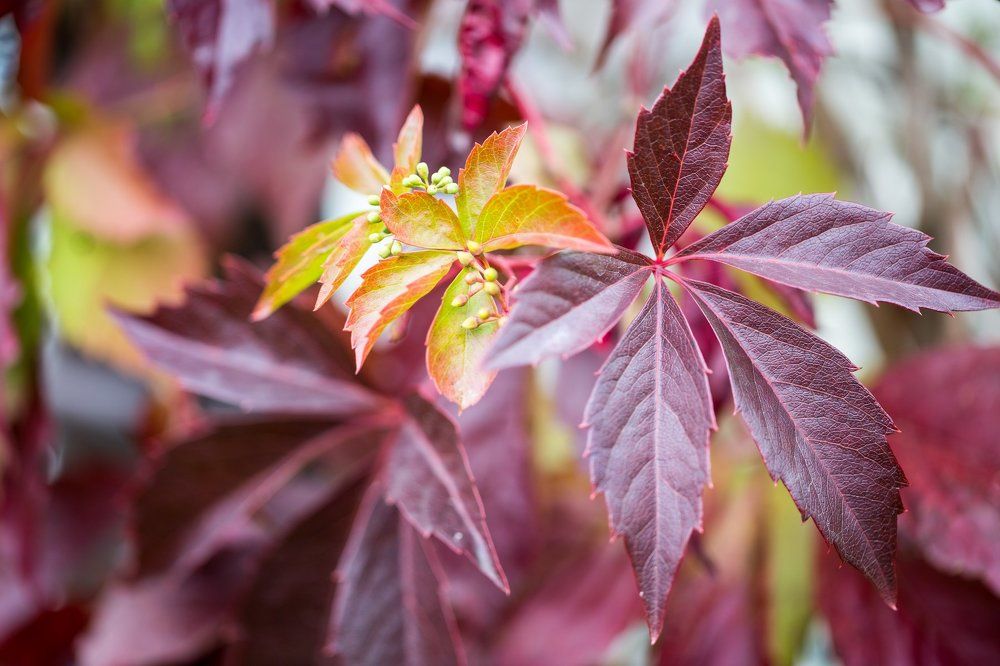 Осенний багрянец