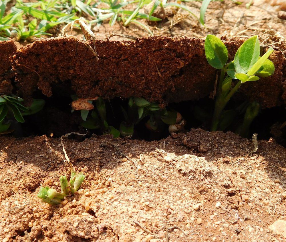 Strength of germination
